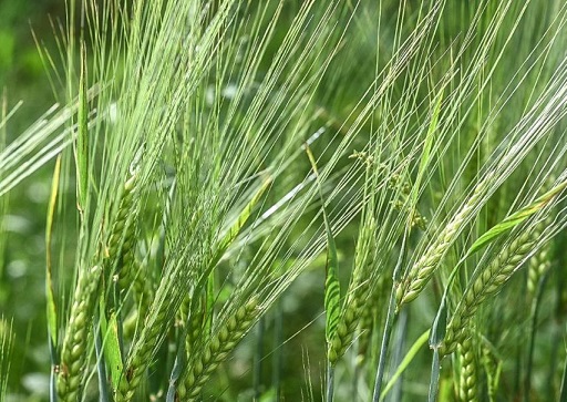 нет изображения