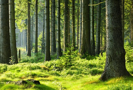 нет изображения