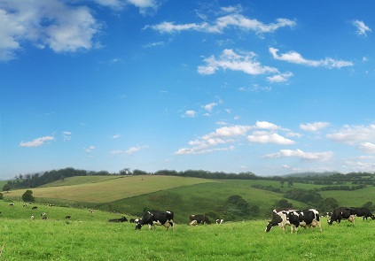 нет изображения