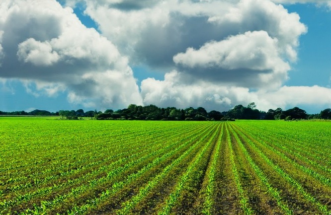 нет изображения