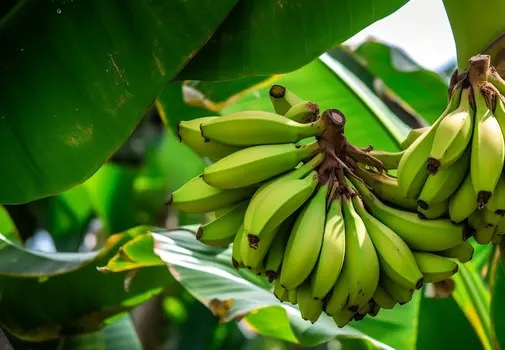 нет изображения