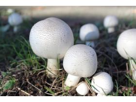 Грибы Шампиньоны (Agaricus)