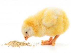 Комбикорм Старт для цыплят от 1 до 8 недель ПК-2-2