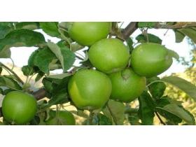 Саженцы яблони «Гренни смит»