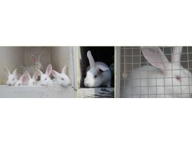 Кролики породы «Белый великан
