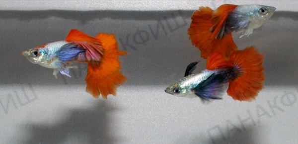 Гуппи дамбо такседо платиновый краснохвостый самцы 1 сорт аквариумная рыбка