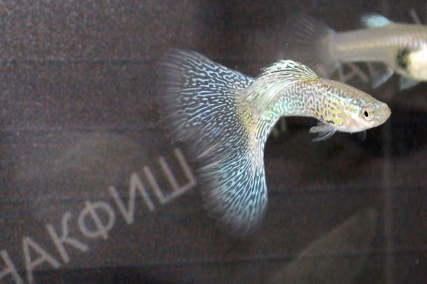 Гуппи серебряное кружево самка аквариумная рыбка