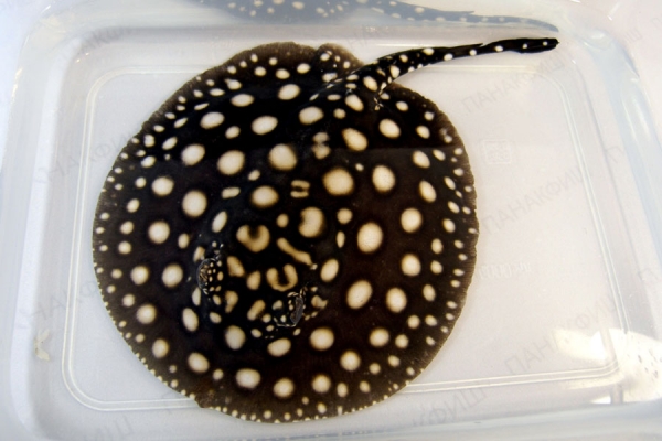 Скат леопольди гибрид аквариумная рыбка