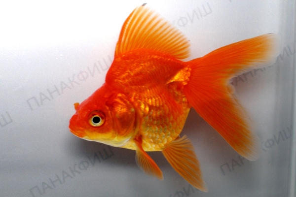 Риукин красный золотая рыбка