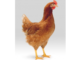 Курица-несушка (19-20 мес.)