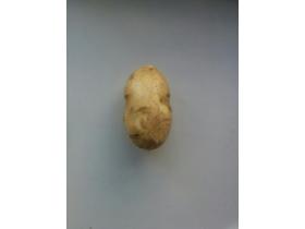 Картофель белый сорт «Гала»