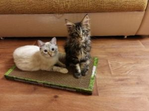 Картонная когтеточка лежанка для кошек Когтедралка